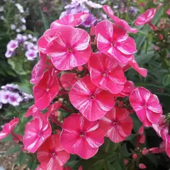 Флокс метельчатый Фрекл Ред Шейдс