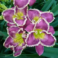 Лилейник Бестселлер