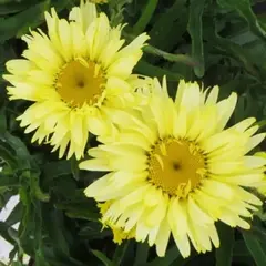 Нивяник великолепный Голдсмит