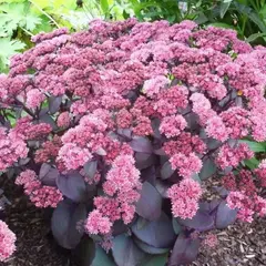 Седум (очиток) Ксенокс