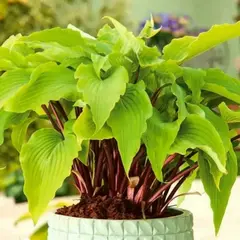 Хоста Гусберри Сандей