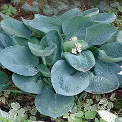 Хоста Абиква Дринкин Гурд