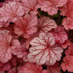 Гейхера Берри Смузи