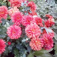 Хризантема корейская Ватра