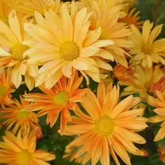 Хризантема корейская Рейган