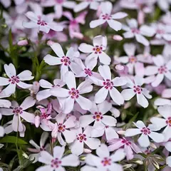 Флокс шиловидный Эппл Блоссом