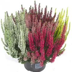 Вереск обыкновенный микс 5 в 1