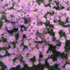 Астра Питер Харрисон