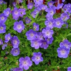 Герань гибридная Розанна