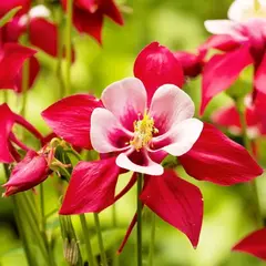 Аквилегия Кримсон Стар