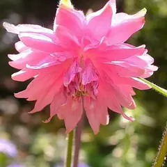 Аквилегия Роуз Барлоу