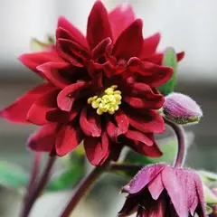 Аквилегия Руби Порт