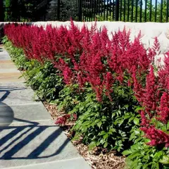 Астильба Бургунди Ред