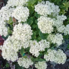 Седум (очиток) Айсберг