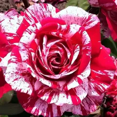 Роза спрей Арроу Фолес