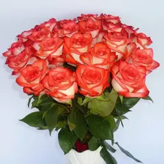 Роза чайно-гибридная Блаш