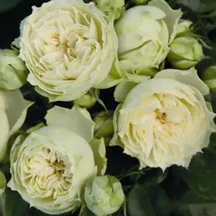 Роза спрей Лувиана