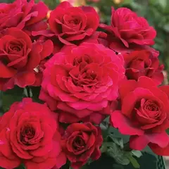 Роза чайно-гибридная Мадам де Бовуар