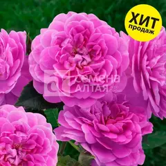 Роза шраб Сиреневый дождь