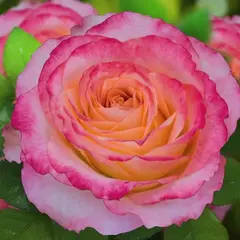 Роза чайно-гибридная Фруктовый ликер