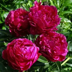 Пион молочноцветковый Канзас