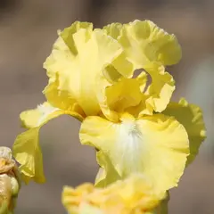 Ирис бородатый Лемон Поп