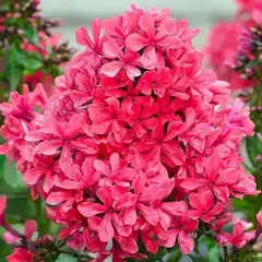 Флокс метельчатый Клеопатра