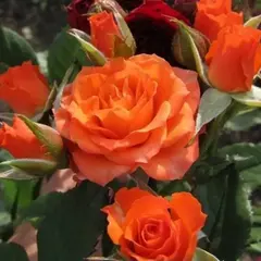 Роза спрей Лиссабон