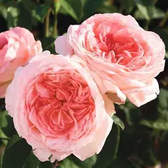 Роза чайно-гибридная Лив Тайлер