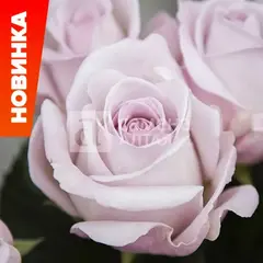 Роза чайно-гибридная Баунти Вей