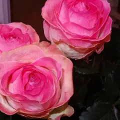 Роза чайно-гибридная Кенди Аваланж