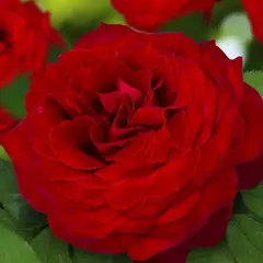 Роза чайно-гибридная Роял Баккара