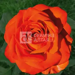 Роза чайно-гибридная Рабона