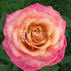 Роза чайно-гибридная Пич Морн