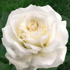 Роза чайно-гибридная Паскаль