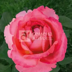 Роза чайно-гибридная Мелодия