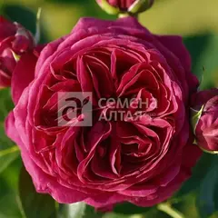 Роза чайно-гибридная Мариетта