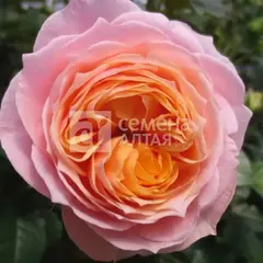 Роза чайно-гибридная Вувузелла