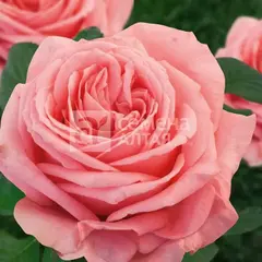 Роза чайно-гибридная Амстердам пинк