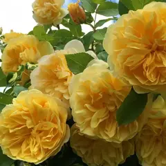 Роза шраб Голден зест