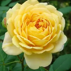 Роза шраб Канарейка