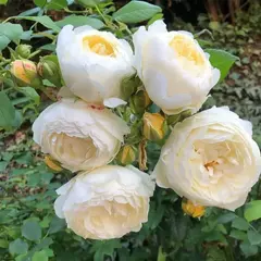 Роза шраб Клэр Остин