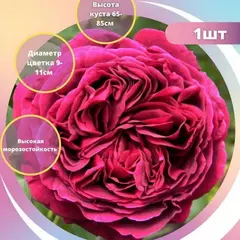 Роза флорибунда Сольфеджио