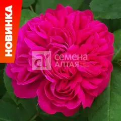 Роза флорибунда Роз де решт