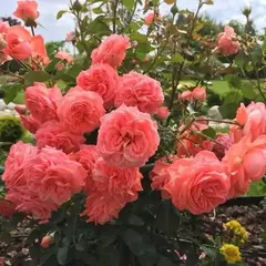 Роза флорибунда Кимоно