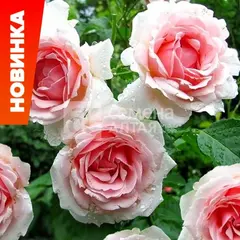 Роза флорибунда Баллада