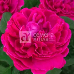 Роза сентифолия Корвус