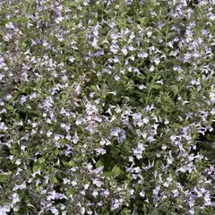 Душевик котовниковый Блю Клауд