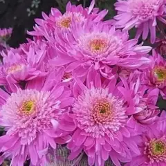 Хризантема корейская Метеорит