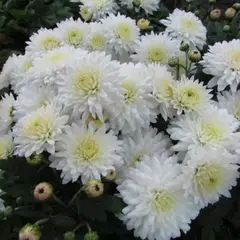 Хризантема мультифлора Коко Шанель